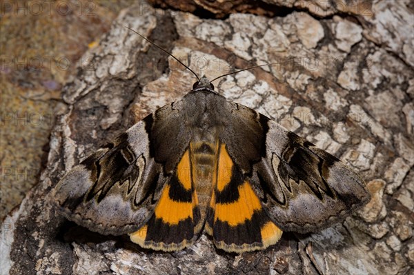 Yellow bands under the wing (Catocala fulminea)