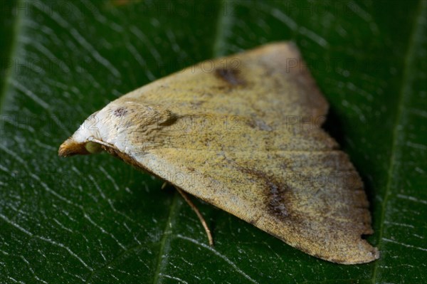 Straw (Rivula sericealis) dot