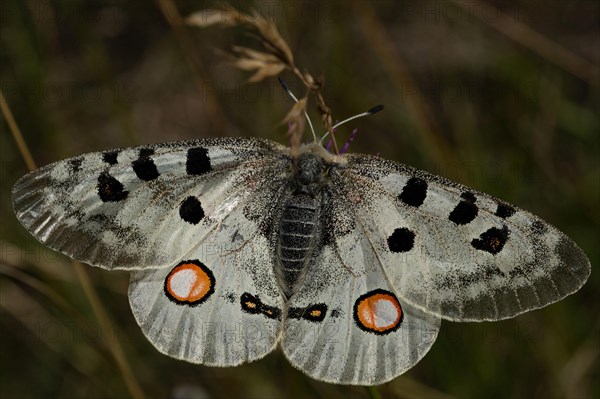 Apollo (Parnassius apollo)