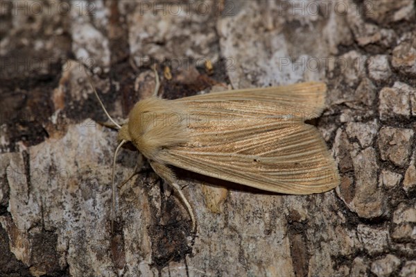 Common wainscot (Mythimna pallens)