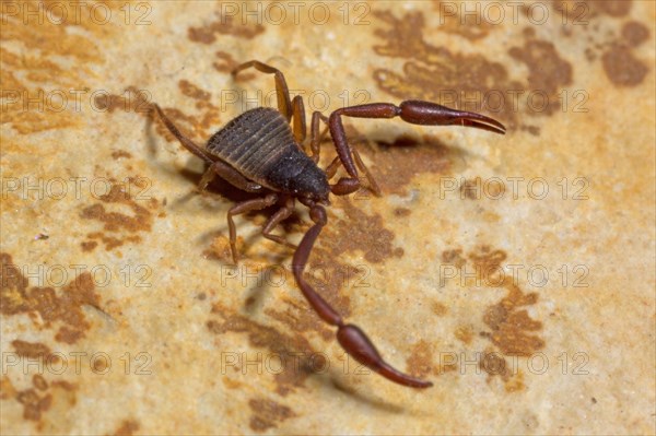 House pseudoscorpion (Chelifer cancroides)