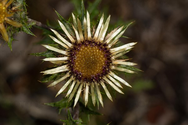 Carline thistle (Carlina vulgaris)