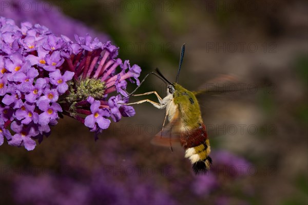 Broad-bordered bee hawk-moth (Hemaris fuciformis)