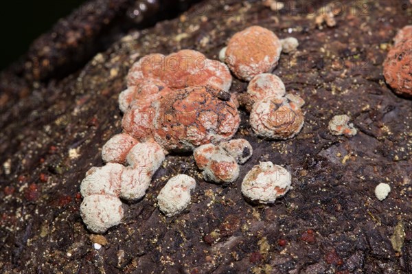 Beech (Hypoxylon fragiforme) woodwart