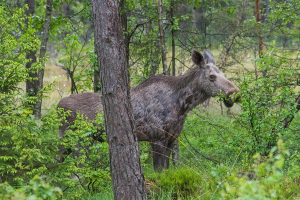 Elk (Alces alces)