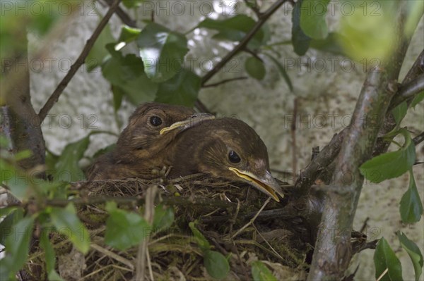 Blackbirds (Turdus merula)