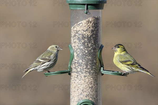 Eurasian siskins (Spinus spinus) male and female