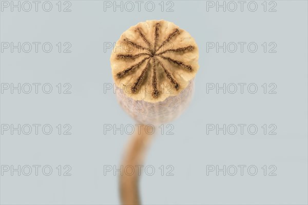 Poppy flowers (Papaver rhoeas) Poppy flower