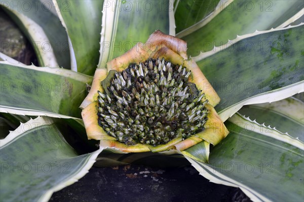 Bromeliad (Edmundoa lindenii)