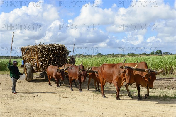 Oxcart