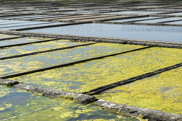 Seaweed growing in the saltworks