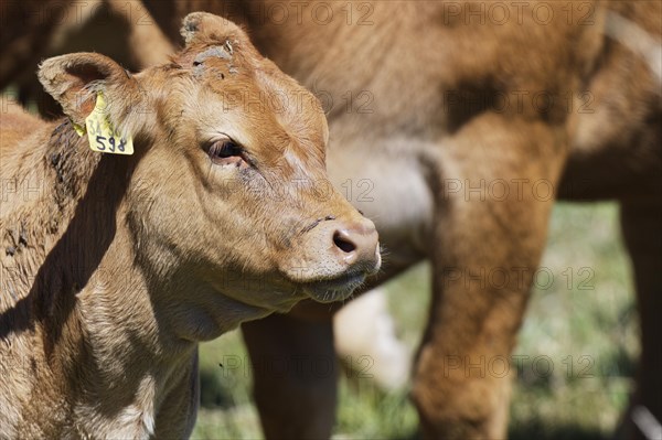 Limousin cattle