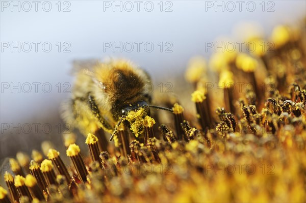 Common Carder-bee (Bombus pascuorum) on sunflower (Helianthus annuus)