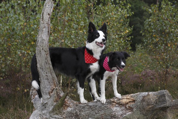 Border Collies