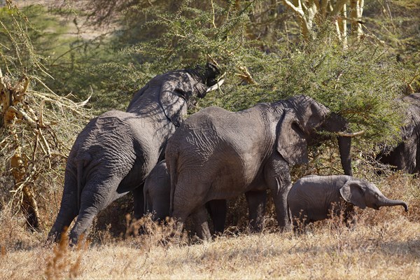 African elephants (Loxodonta africana) with young