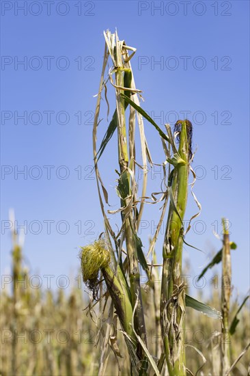 Maize (Zea mays) plants in a field with hail damage after a heavy storm