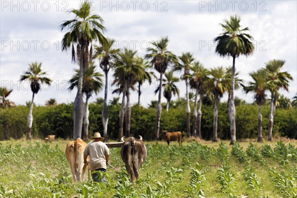 Farmer