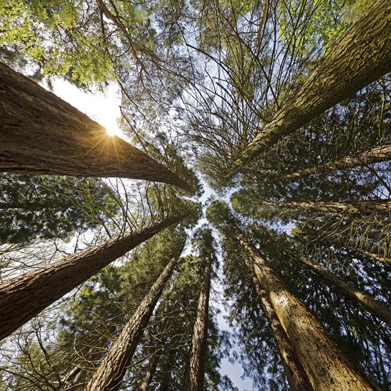 Giant sequoia (Sequoiadendron giganteum)