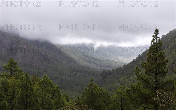 Canary Island pine (Pinus canariensis) Parque Nacional de la Caldera de Taburiente