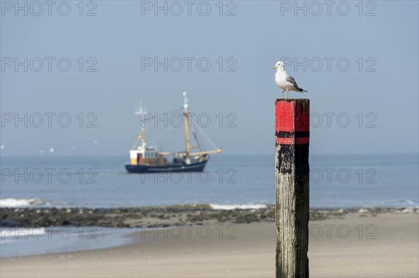 Common gull (Larus canus)