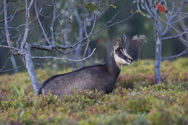 Chamois (Rupicapra rupicapra)