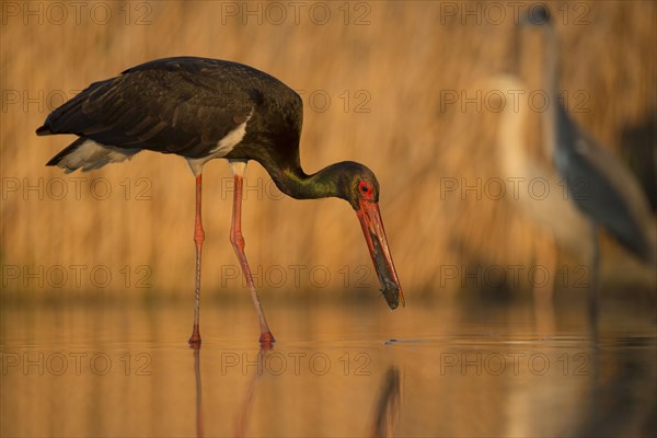 Black stork (Ciconia nigra) with fish