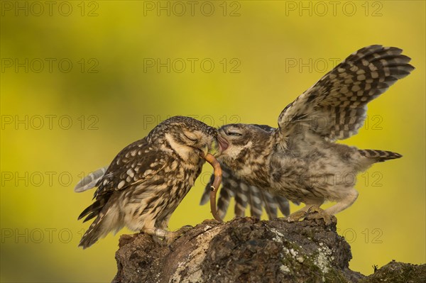 Little owl (Athene noctua)