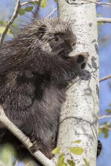 North American porcupine (Erethizon dorsatum)