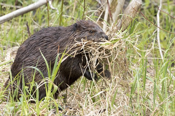 North American beaver (Castor canadensis)