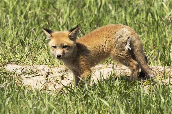 Red fox (Vulpes vulpes)