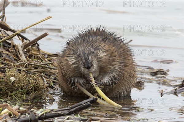 Muskrat (Ondatra zibethicus)