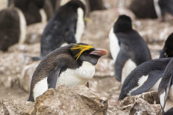 Saunders Island