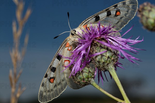 Apollo (Parnassius apollo)