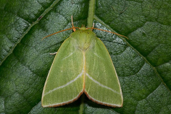 Green (Pseudoips prasinana) silver-lines