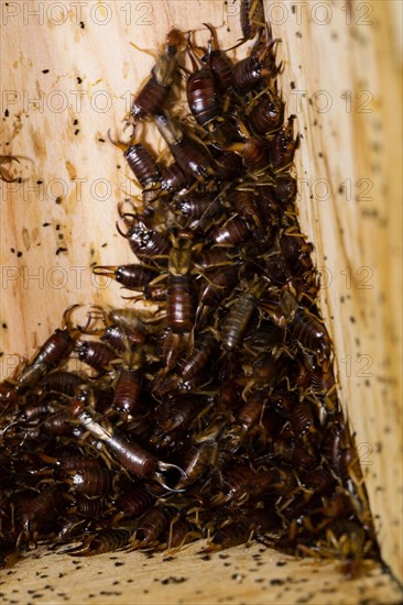 Common (Forficula auricularia) earwig