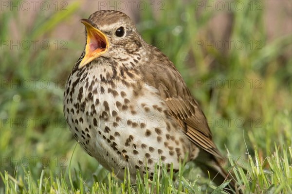 Song thrush (Turdus philomelos)