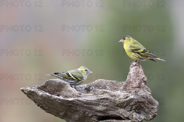 Eurasian siskins (Spinus spinus)