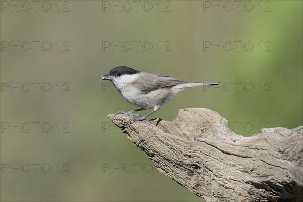 Willow Tit (Parus montanus)