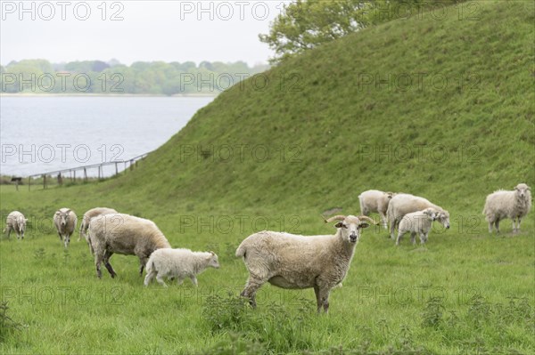 Walachian sheep