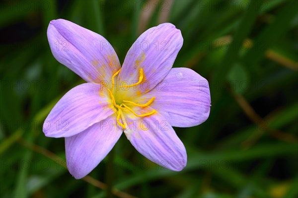 Zephyranthes carinata (Cephyranthes carinata) Occurrence South America