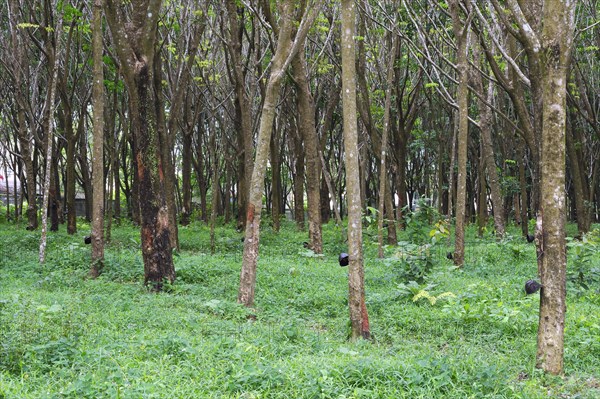 Extraction of natural rubber