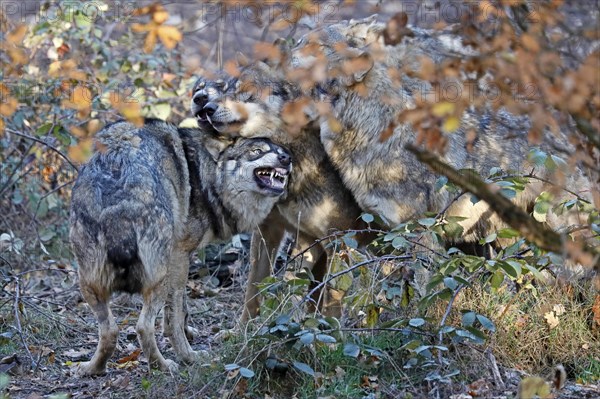 European wolf (canis lupus) captive