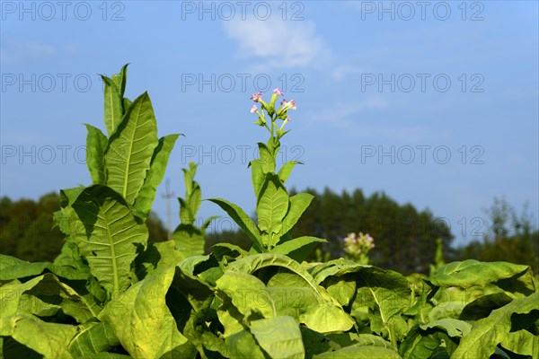 Tobacco