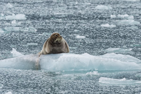 Bearded seal (Erignathus barbatus) on pack ice