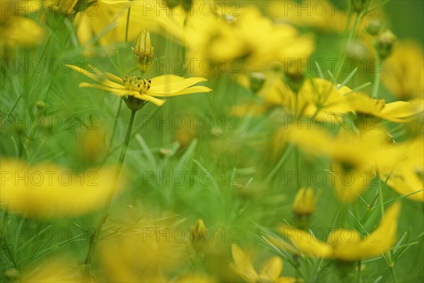 Tick seed (Coreopsis verticillata)