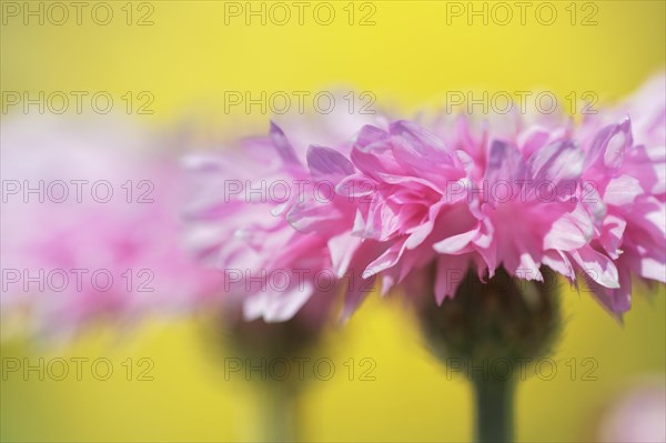 Cornflower (Centaurea cyanus)