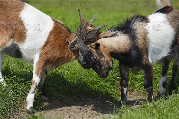 Dwarf goats