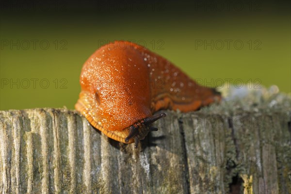 Spanish slug (Arion lusitanicus)