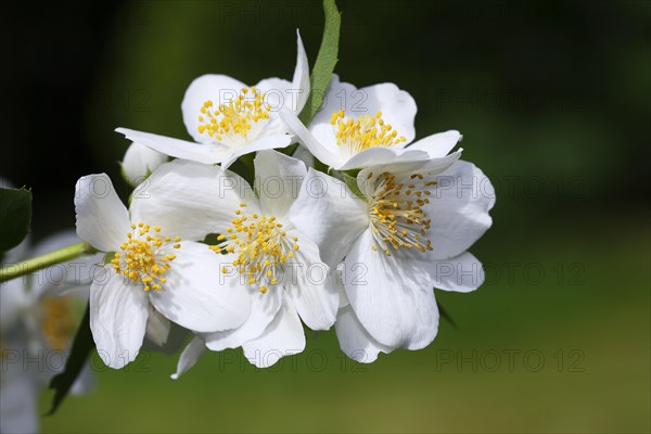 Sweet Mock orange (Philadelphus coronarius)