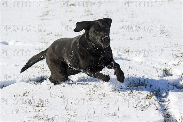 Black Labrador Retriever